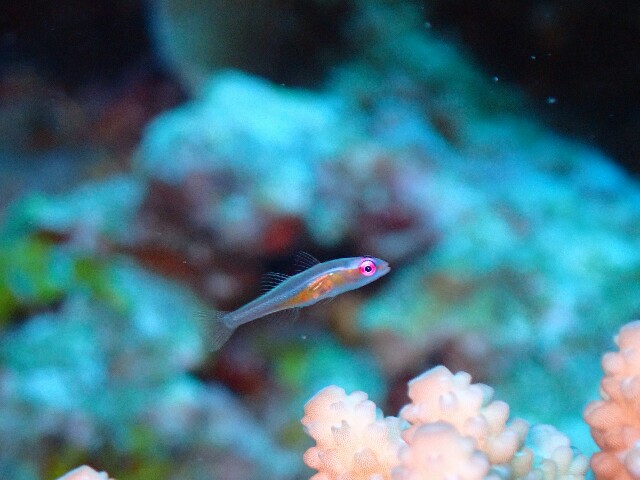 f:id:takedive1988:20220708224821j:image