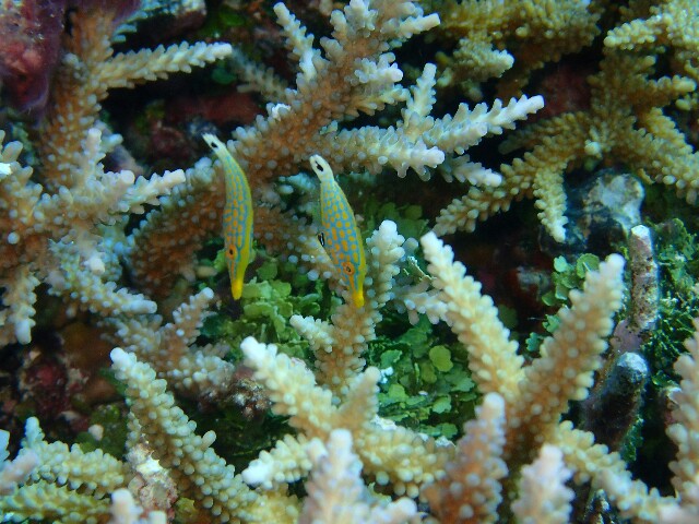 f:id:takedive1988:20220708224840j:image