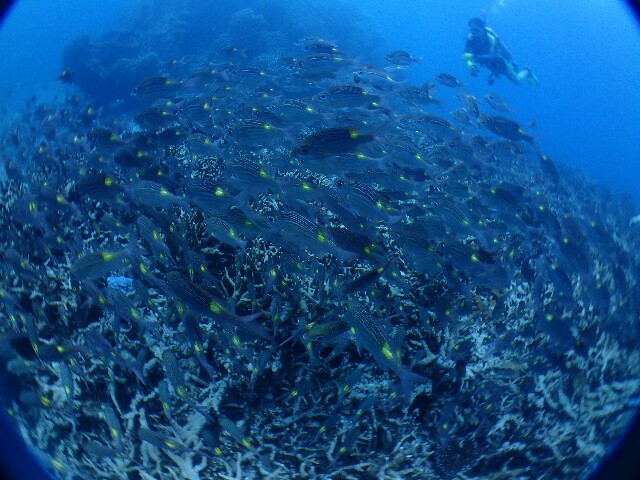 f:id:takedive1988:20220719195437j:image