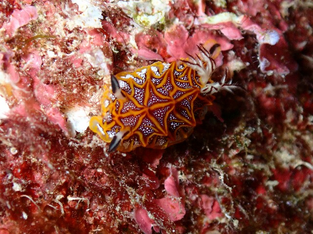 f:id:takedive1988:20220726223439j:image f:id:takedive1988:20220726223439j:image