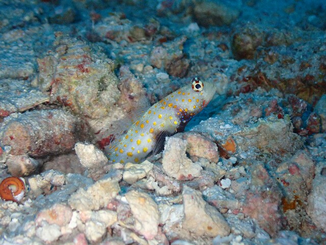 f:id:takedive1988:20220826200440j:image