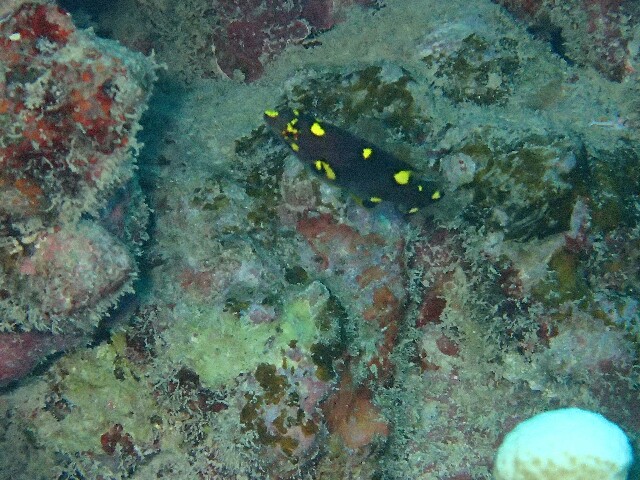 f:id:takedive1988:20220907200054j:image