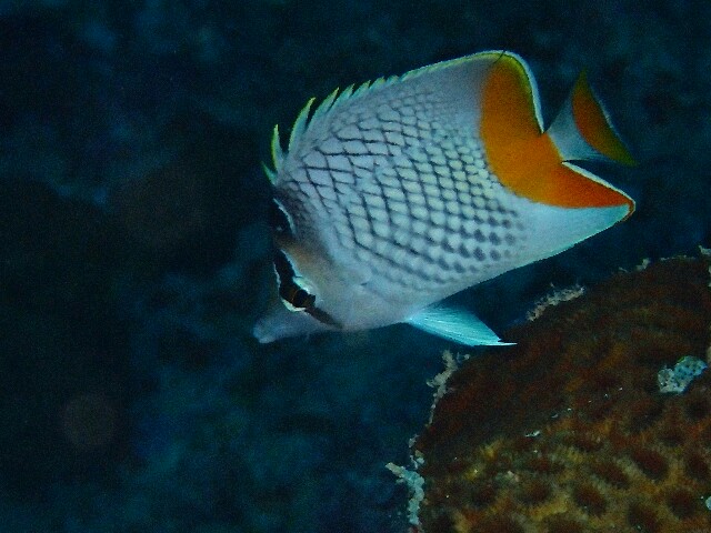 f:id:takedive1988:20220921192307j:image