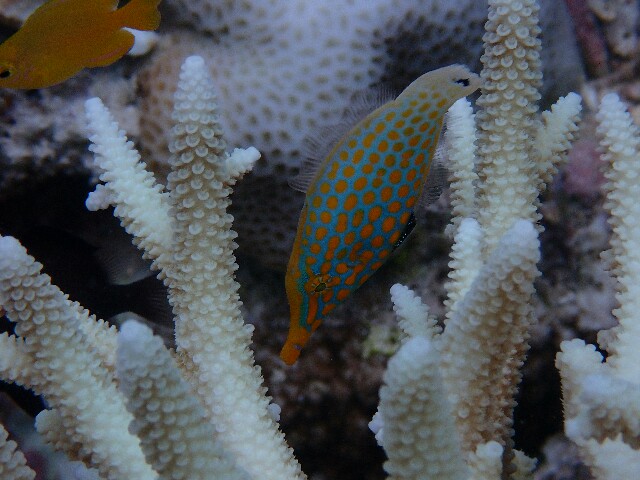 f:id:takedive1988:20220921192406j:image