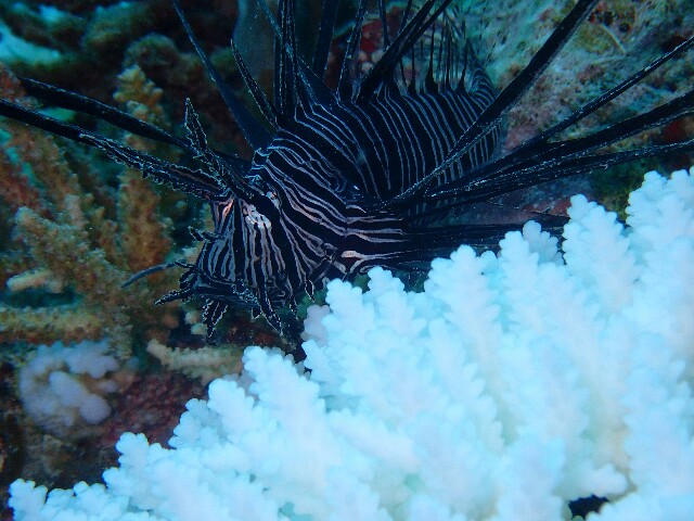 f:id:takedive1988:20220921192556j:image