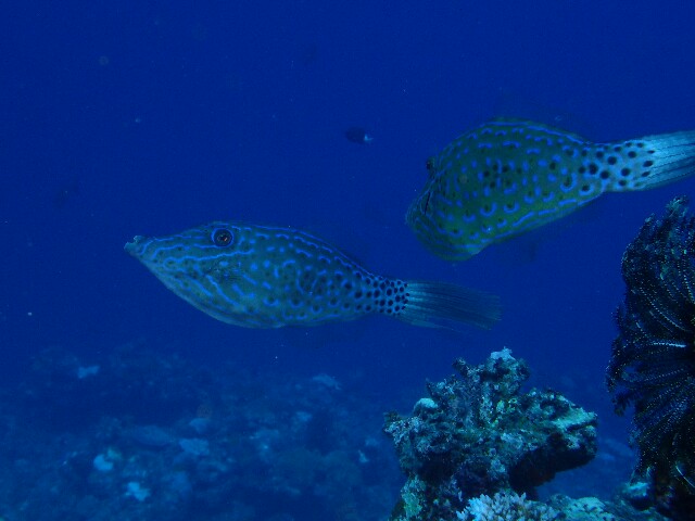 f:id:takedive1988:20221003220222j:image