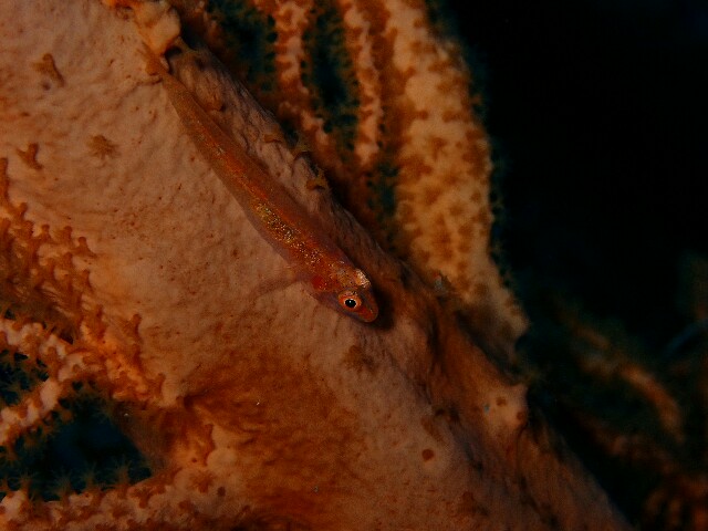 f:id:takedive1988:20221008190846j:image