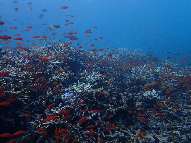 f:id:takedive1988:20221012190141j:image
