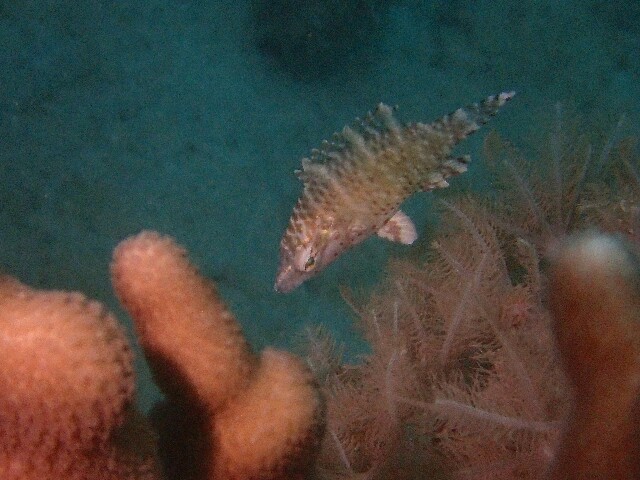 f:id:takedive1988:20221012190252j:image