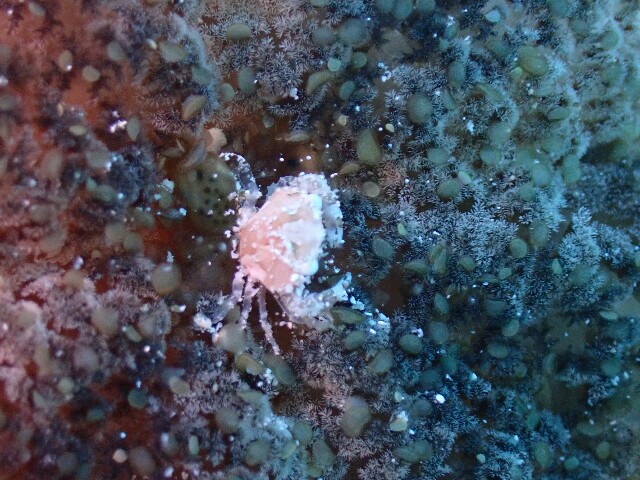 f:id:takedive1988:20221024192515j:image