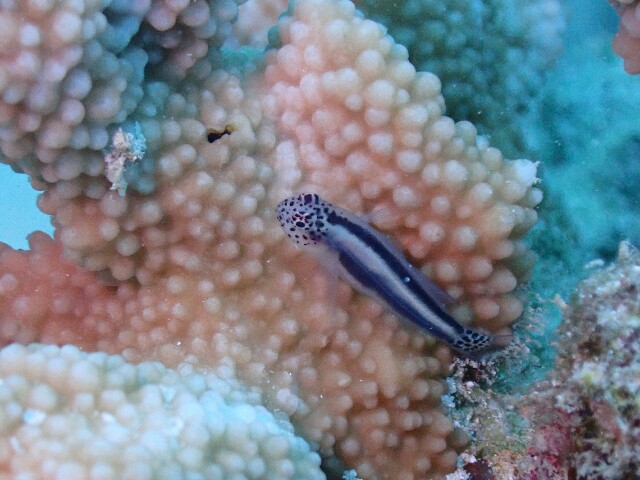 f:id:takedive1988:20221024192541j:image
