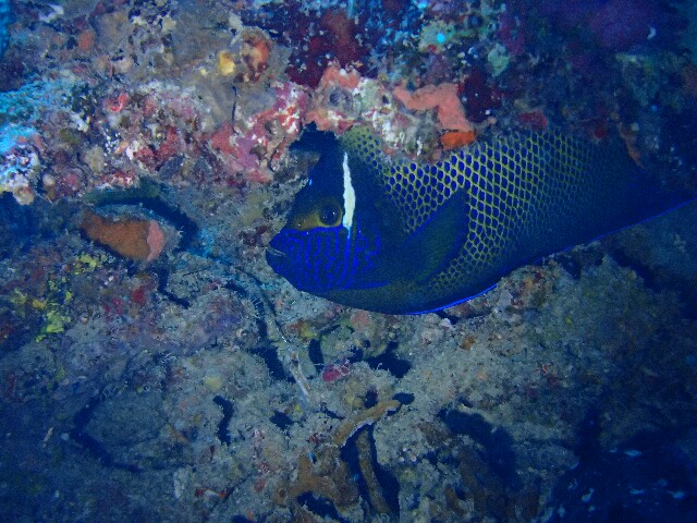 f:id:takedive1988:20221027192110j:image
