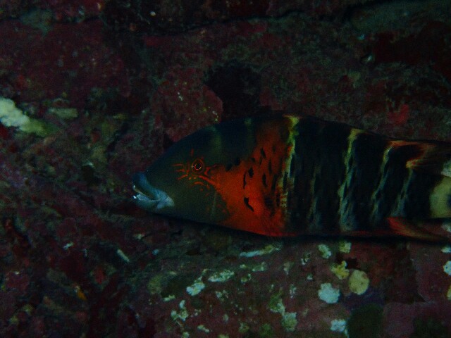 f:id:takedive1988:20221027192242j:image