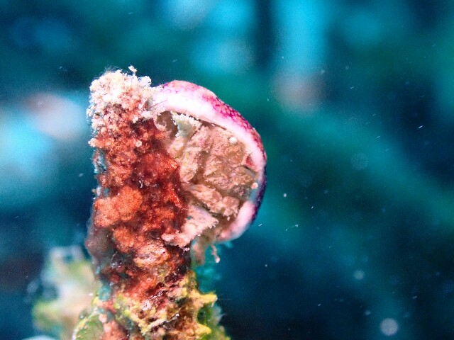 f:id:takedive1988:20221031202425j:image