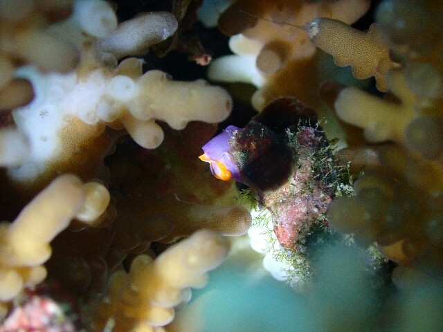 f:id:takedive1988:20221126095657j:image