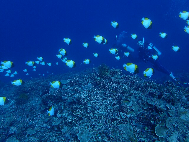 f:id:takedive1988:20221204184748j:image