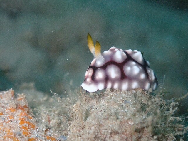 f:id:takedive1988:20230215171900j:image