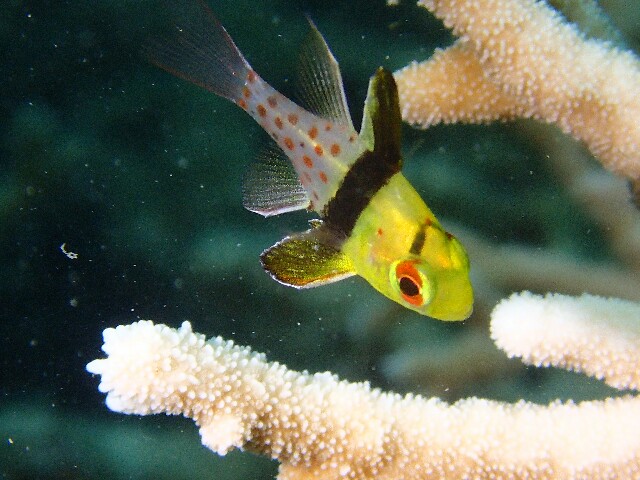 f:id:takedive1988:20230215172007j:image