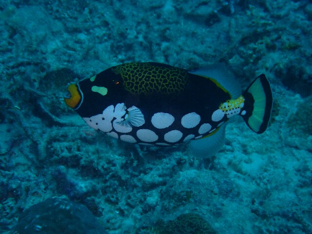 f:id:takedive1988:20230318115651j:image