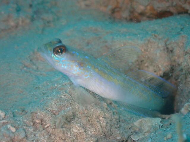 f:id:takedive1988:20230320173846j:image
