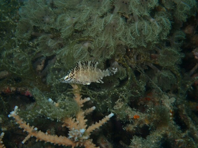 f:id:takedive1988:20230320174105j:image