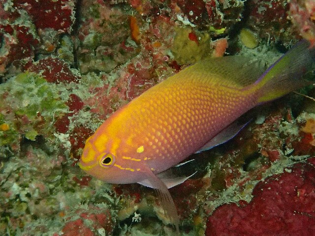 f:id:takedive1988:20230321172730j:image