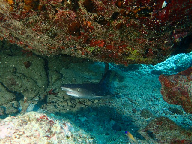f:id:takedive1988:20230321172804j:image