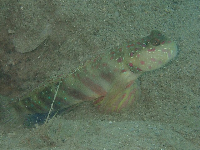 f:id:takedive1988:20230321172820j:image