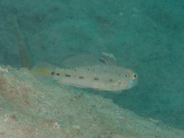 f:id:takedive1988:20230321172833j:image