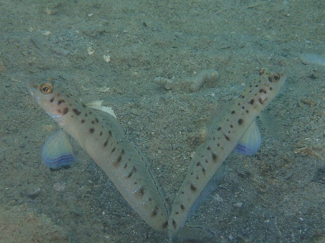 f:id:takedive1988:20230321172858j:image