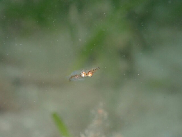 f:id:takedive1988:20230321172920j:image