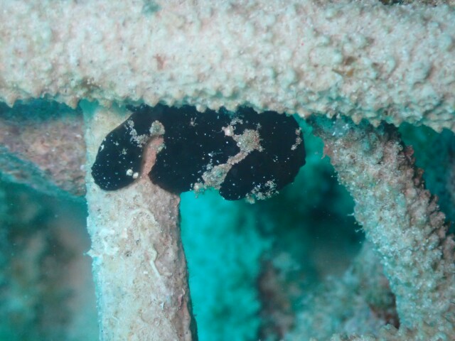 f:id:takedive1988:20230321172932j:image