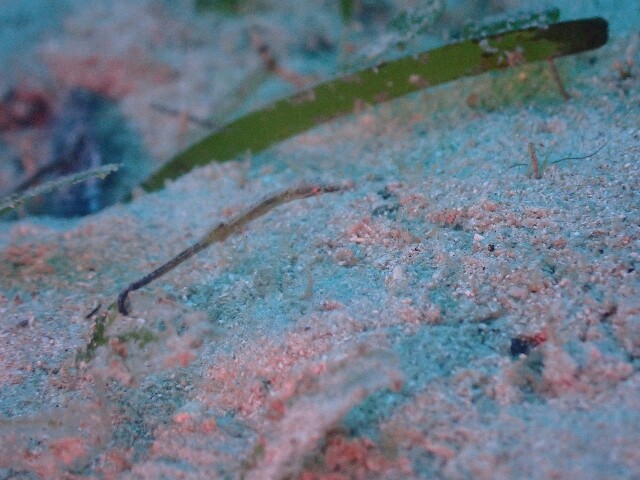 f:id:takedive1988:20230321173002j:image
