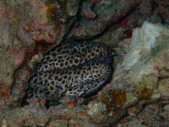 f:id:takedive1988:20230402210042j:image