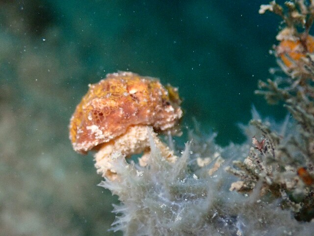 f:id:takedive1988:20230402210201j:image