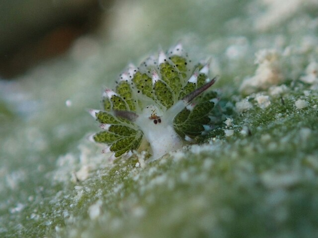 f:id:takedive1988:20230403211540j:image