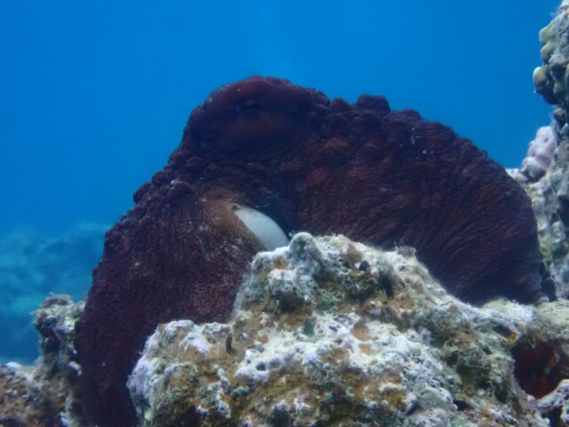 f:id:takedive1988:20230430181842j:image