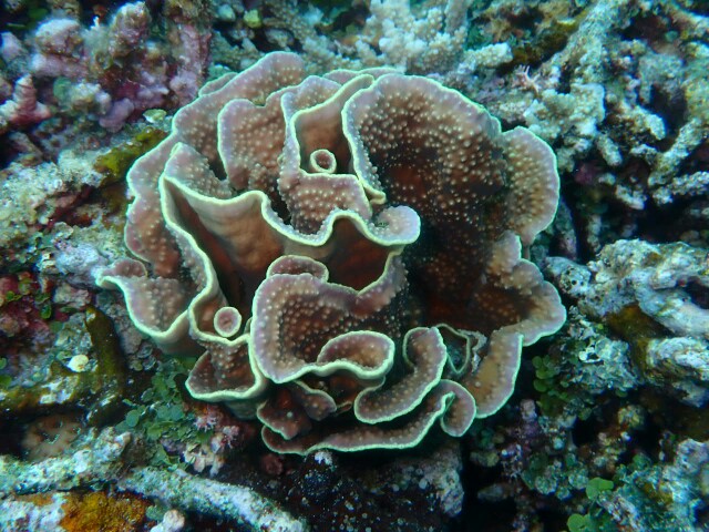 f:id:takedive1988:20230430181903j:image