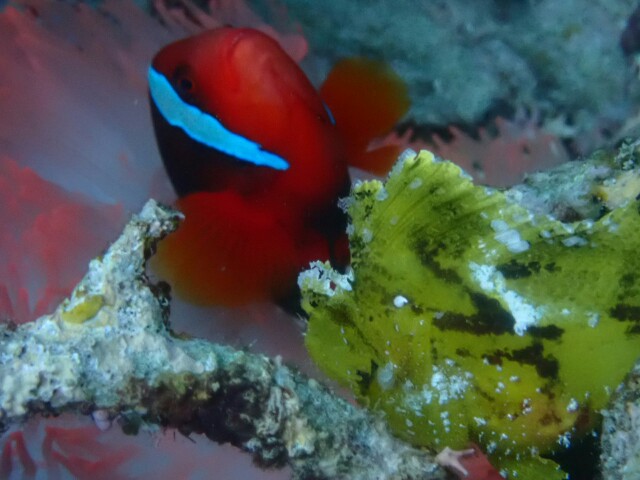 f:id:takedive1988:20230430181918j:image