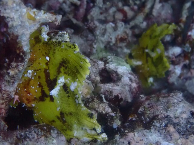f:id:takedive1988:20230430181938j:image