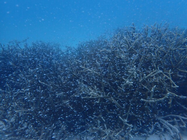 f:id:takedive1988:20230430182001j:image