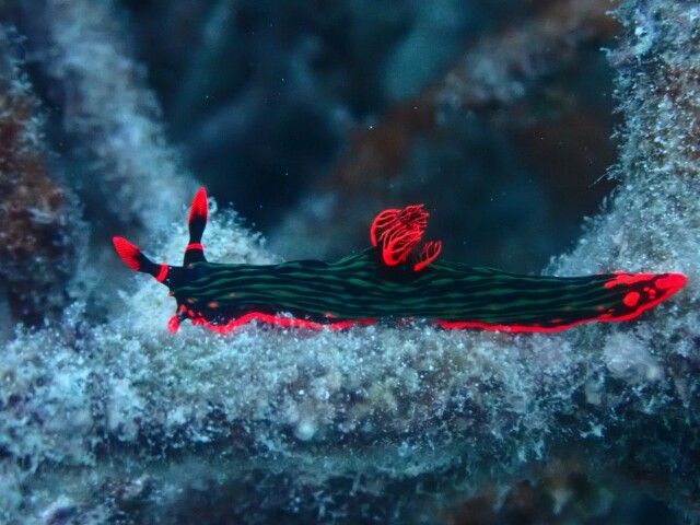 f:id:takedive1988:20230430182054j:image
