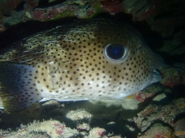f:id:takedive1988:20230430182123j:image