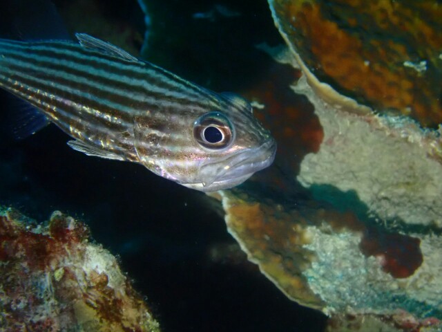 f:id:takedive1988:20230430182206j:image
