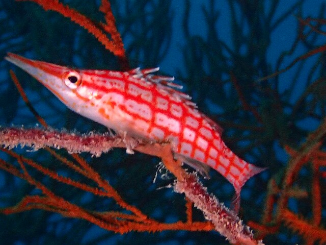 f:id:takedive1988:20230516074302j:image