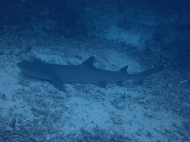 f:id:takedive1988:20230516074329j:image