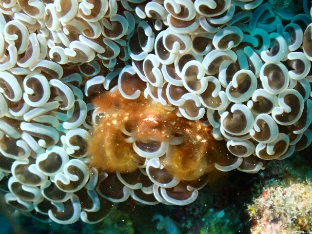 f:id:takedive1988:20230516074358j:image