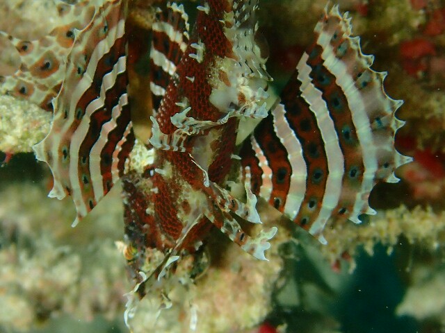 f:id:takedive1988:20230516074416j:image