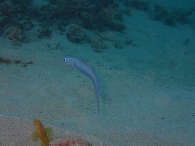 f:id:takedive1988:20230516074429j:image