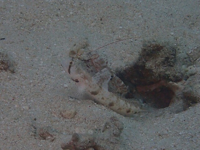f:id:takedive1988:20230516074505j:image
